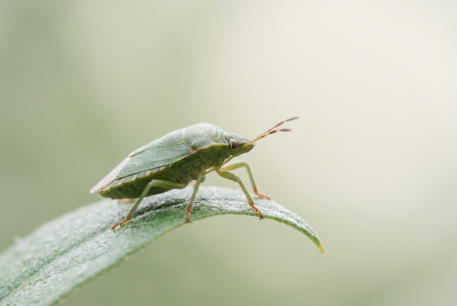 Close-up photograph of a green shield bug on a leaf